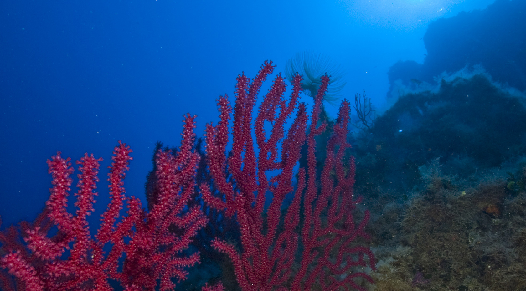 La Gorgonia Diving Center