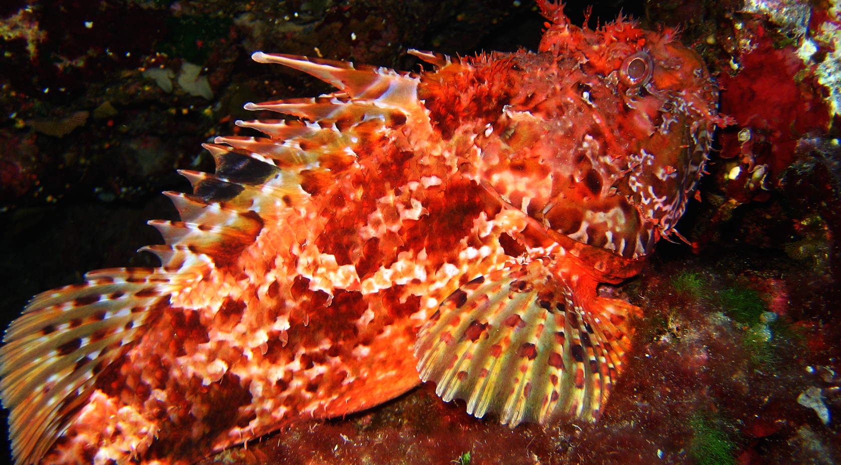 La Gorgonia Diving Center