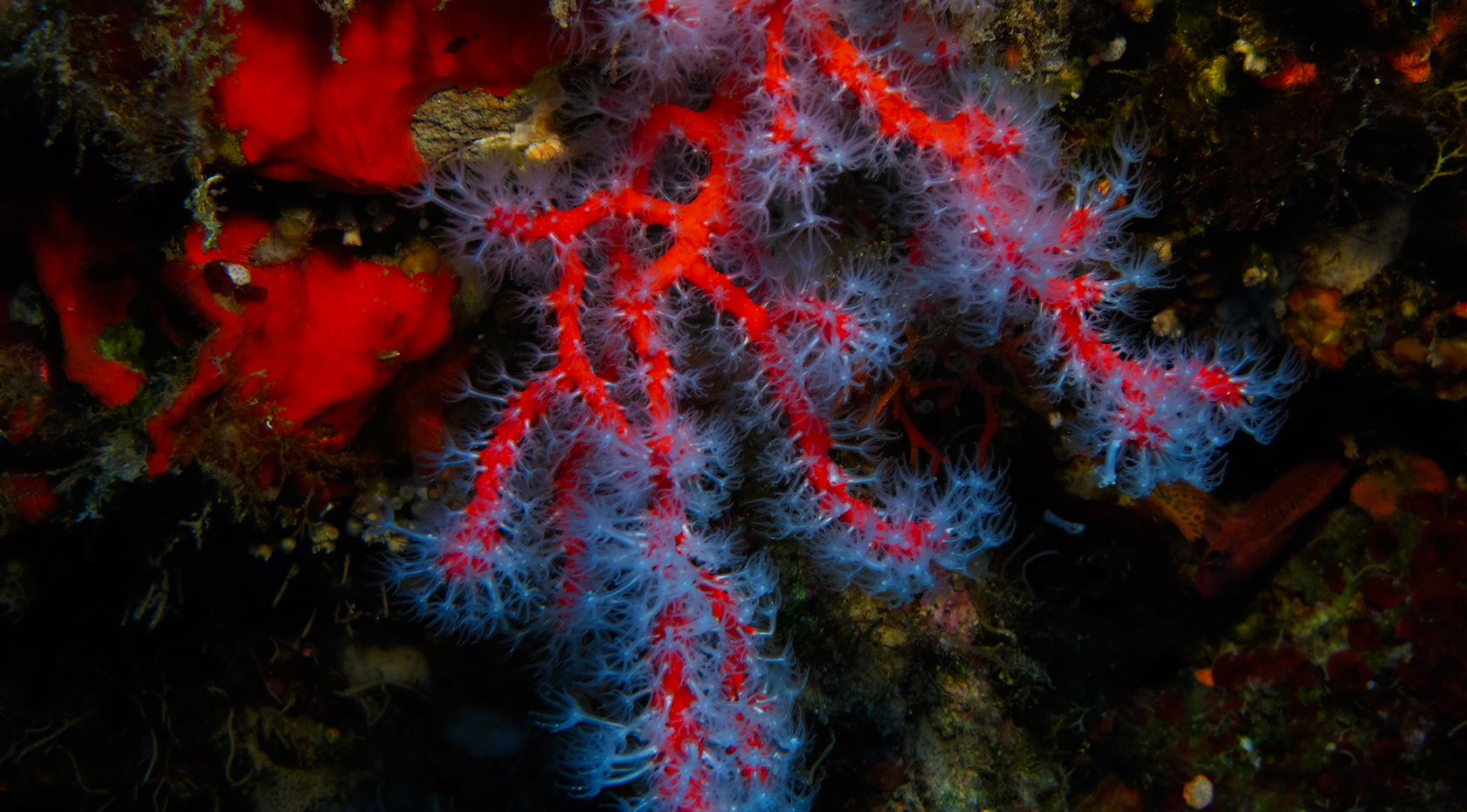 La Gorgonia Diving Center