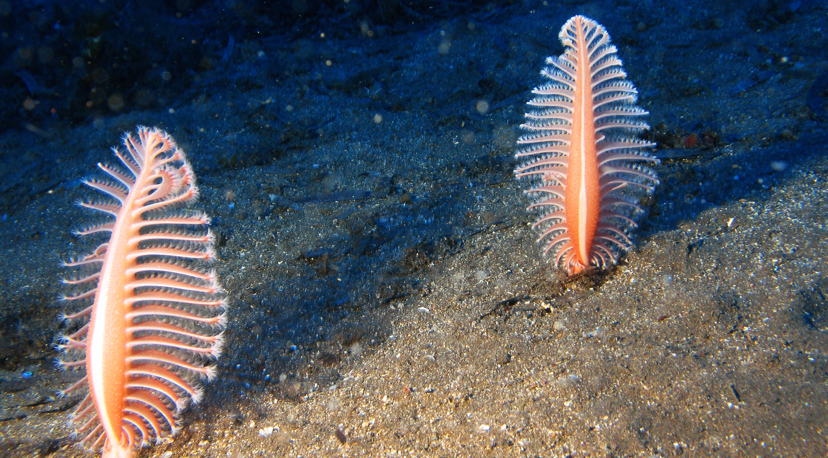 La Gorgonia Diving Center