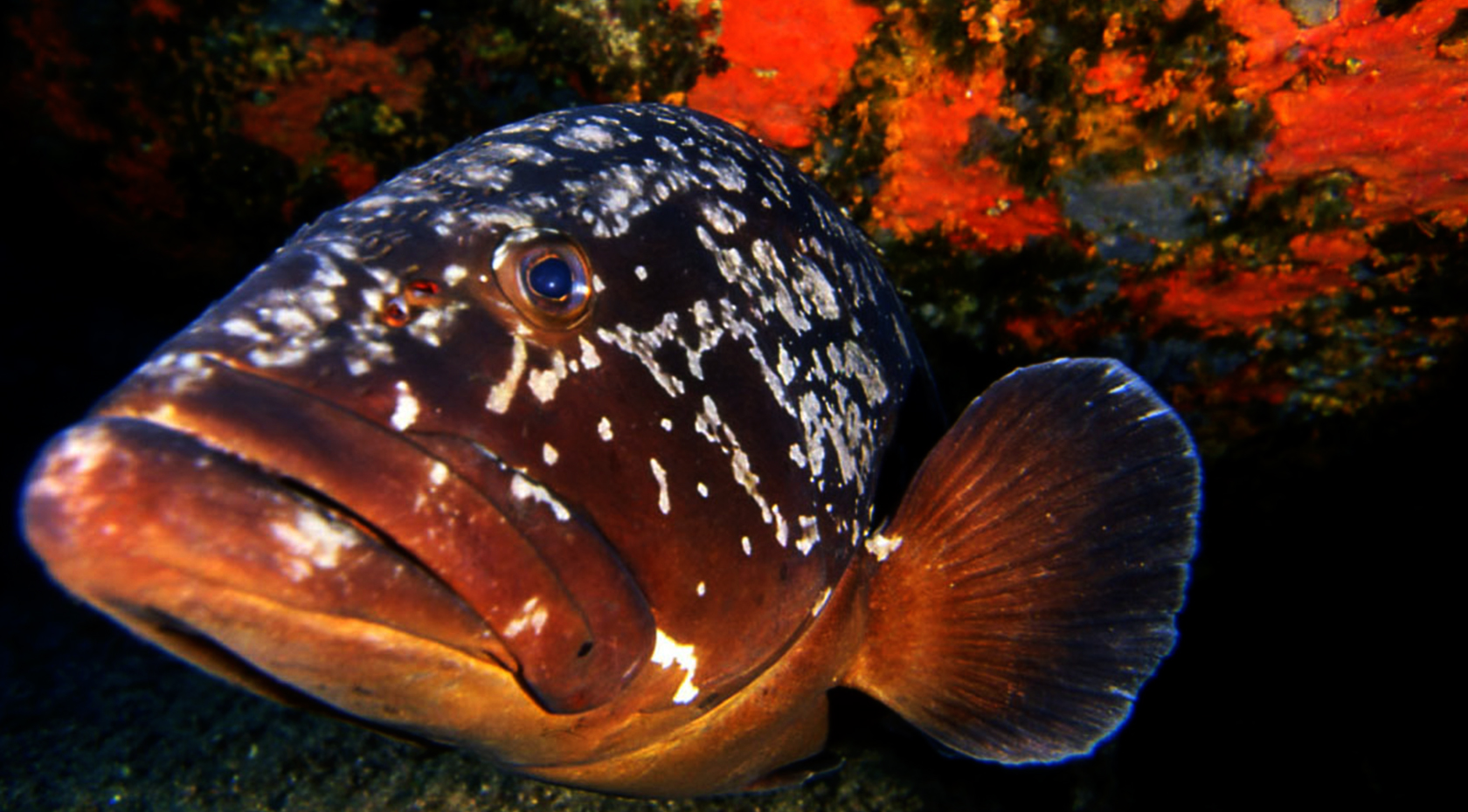 La Gorgonia Diving Center