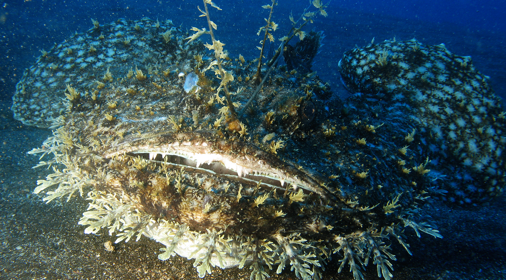 La Gorgonia Diving Center